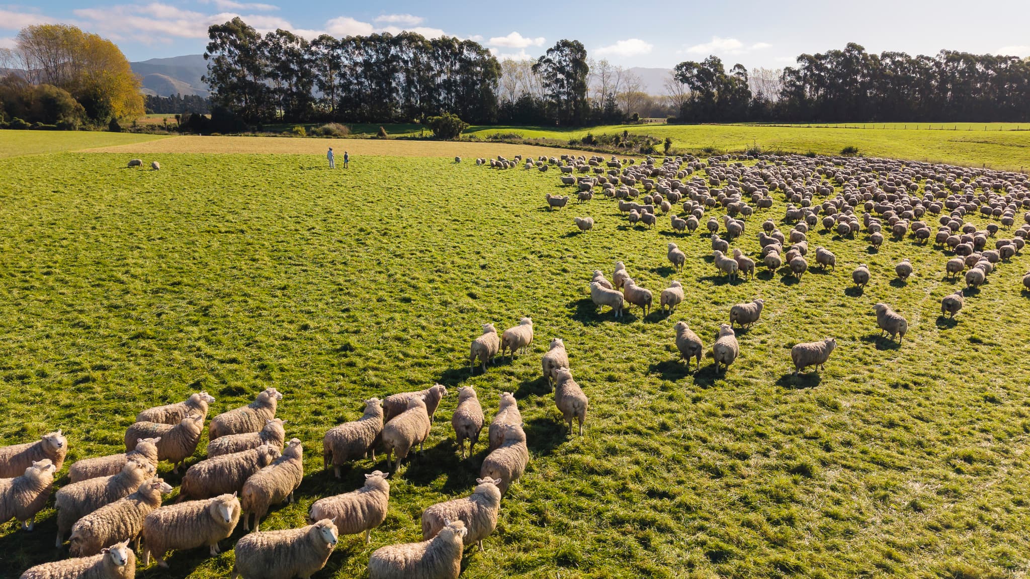 Mob of sheep