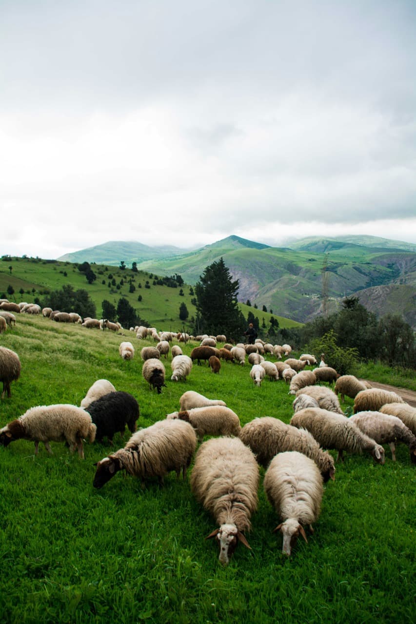 Sheep grazing hillside